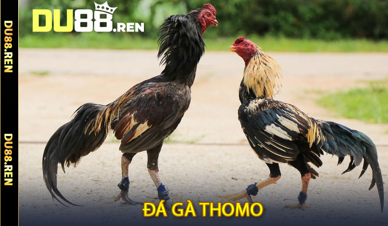 Đá Gà Thomo